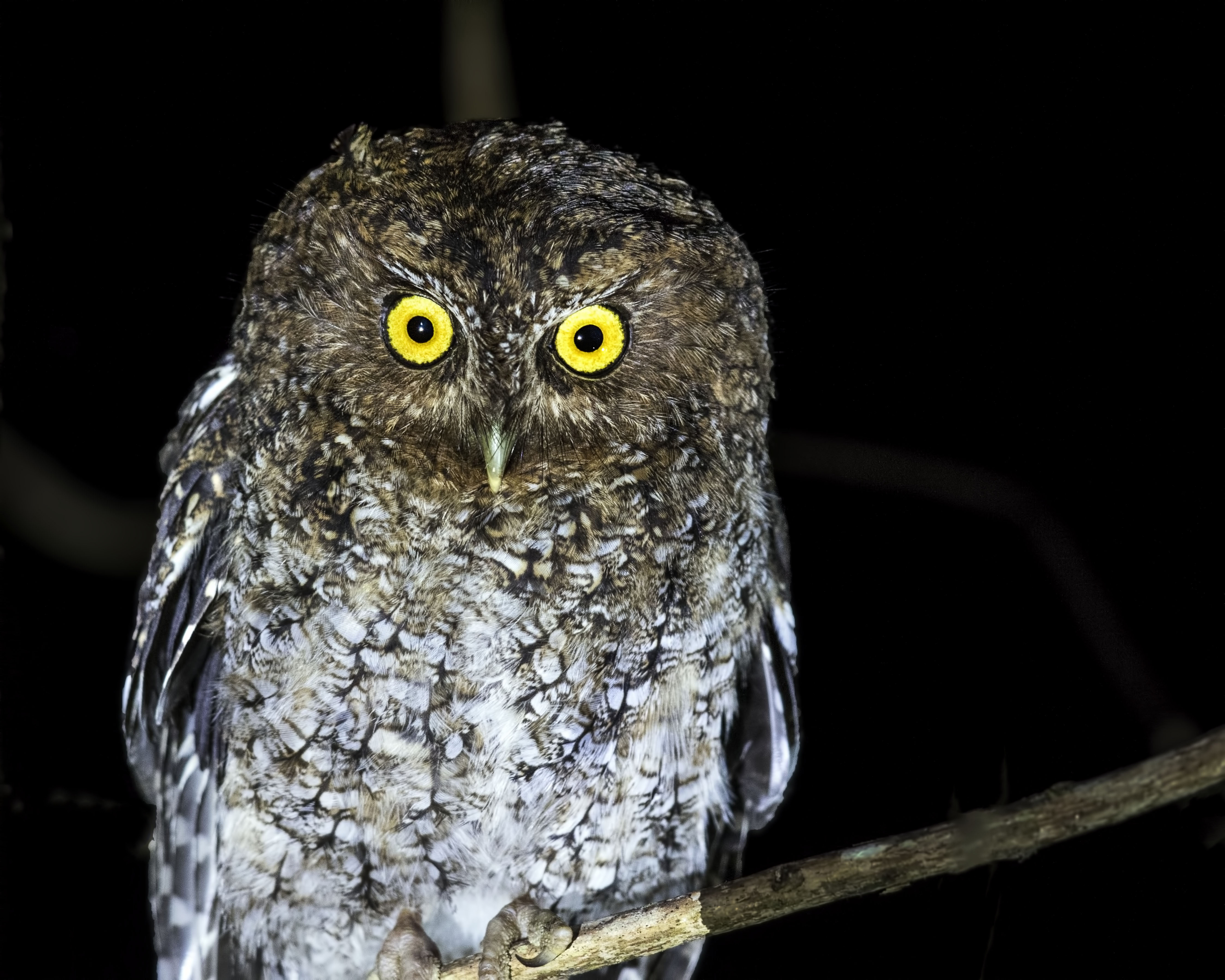 Bare-shanked Screech-Owl